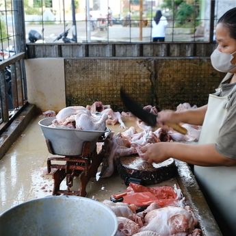 Berkah Dapur MBG bagi Usaha Ayam Potong Karanganyar, Pasok Hingga 2,3 Ton Daging Segar per Hari