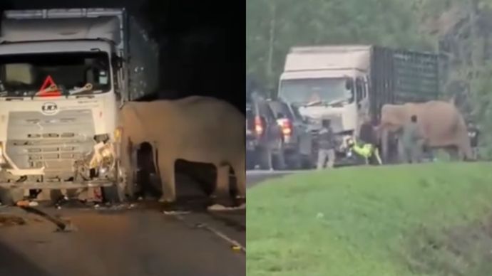 Viral Bayi Gajah Tertabrak Tronton Hingga Tewas, Sang Induk Setia Menunggu Bantuan
