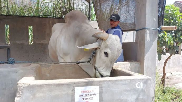 Prabowo Beli Sapi Warga Kediri untuk Idul Adha