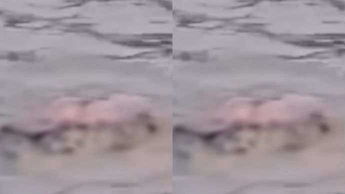 Viral Kakek Tewas Usai Diterkam Buaya di Sungai Way Semaka Lampung
