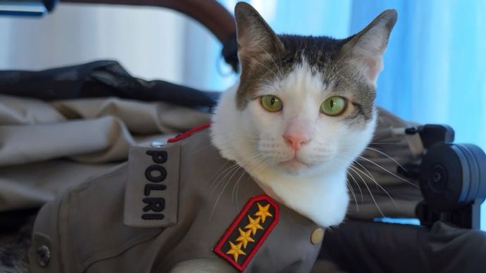 Kucing Bobby Kertanegara