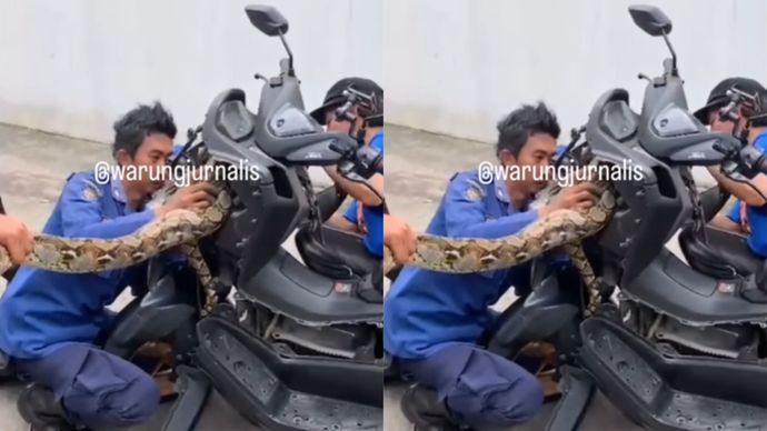 Ular Piton Nyasar ke Dalam Body Motor Warga, Damkar Turun Tangan
