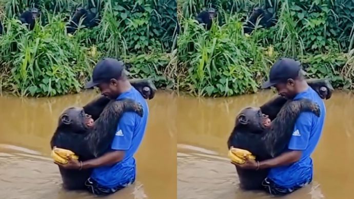 Simpanse Ini Berikan Pelukan Hangat ke Pria yang Memberikan Makanan