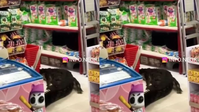 Viral Buaya Masuk ke Minimarket di Maluku Utara Hingga Bikin Panik Warga