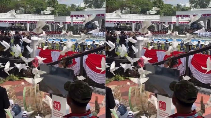 Di Balik Layar Terbangnya Merpati Putih di Istana saat HUT ke-80 RI