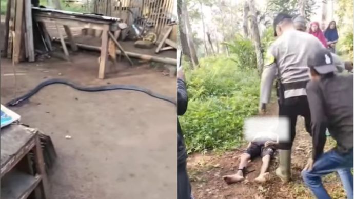Viral Petani di Sukabumi Tewas Usai Digigit Ular King Cobra 4 Meter