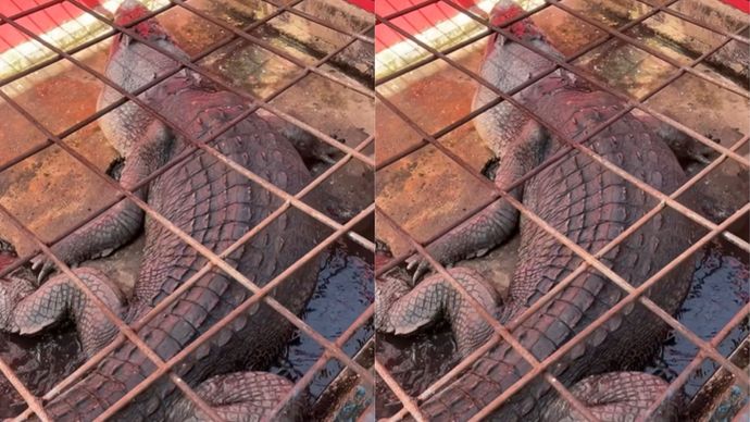 Buaya Raksasa di Inhil Mati, Isi Perutnya Bikin Warga Terperangah