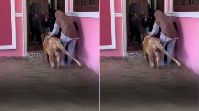 Viral Singa Betina Dievakuasi Warga Saat Banjir Besar di Thailand