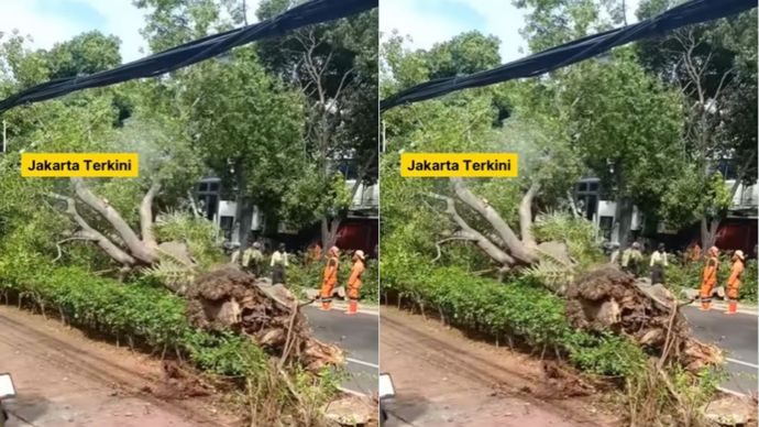 Pohon Tumbang di Jalan Senopati, Lalu Lintas Macet