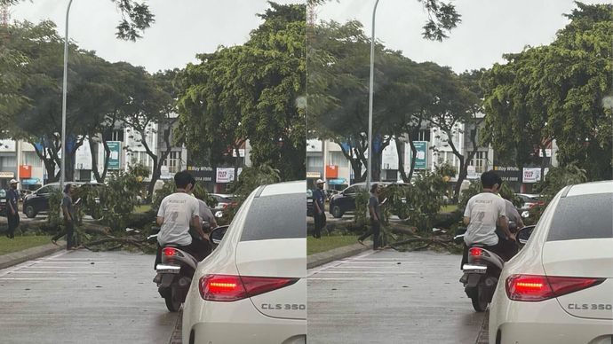 Pohon Tumbang di Alam Sutera