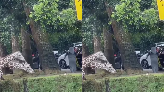 Viral Pengunjung Taman Safari Bogor Nekat Turun dari Mobil dan Beri Makan Jerapah