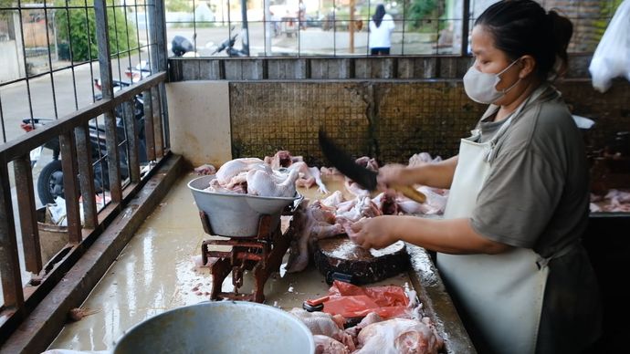 Berkah Dapur MBG bagi Usaha Ayam Potong Karanganyar, Pasok Hingga 2,3 Ton Daging Segar per Hari