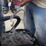 Pajak PBB di Jombang Naik 400 Persen, Warga Protes Bayar Pakai Koin