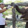 Anak Gajah 'Tari' Mati Mendadak di TN Tesso Nilo Riau