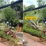 Pohon Tumbang di Jalan Senopati, Lalu Lintas Macet