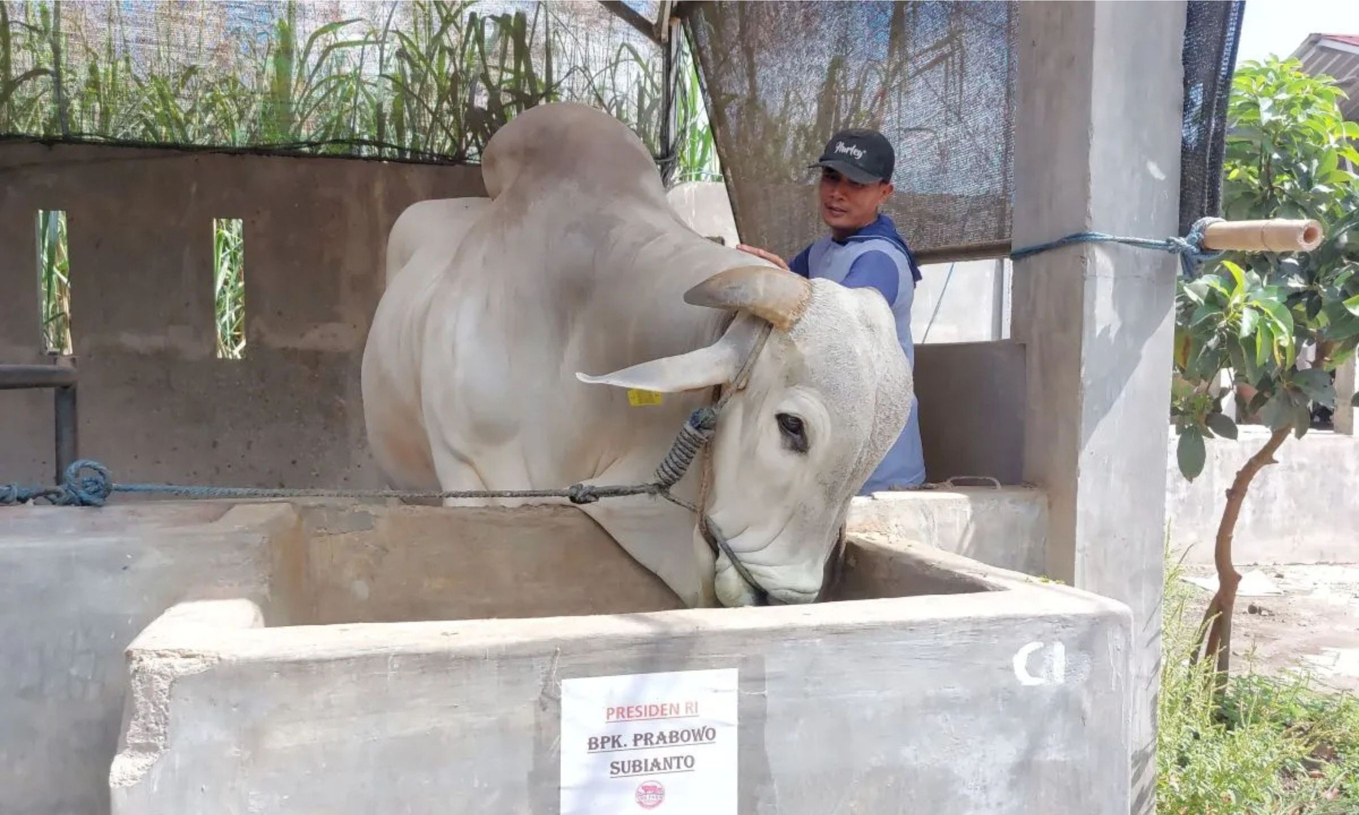Prabowo Beli Sapi Warga Kediri untuk Idul Adha <b>(ANTARA)</b>
