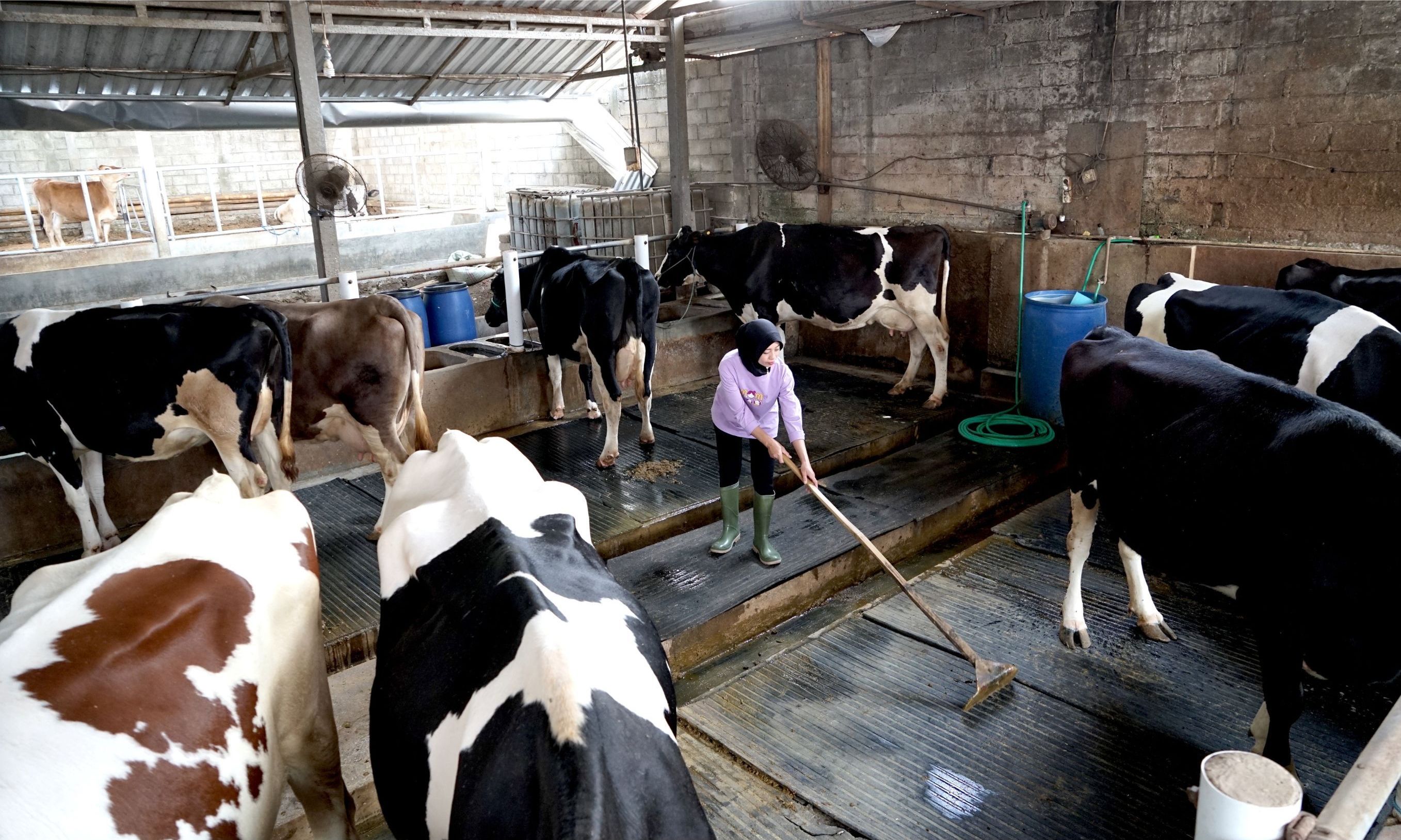 Peringatan 50 Tahun Kemitraan Nestle Indonesia dengan Peternak Sapi Perah di Jawa Timur <b>(Istimewa)</b>