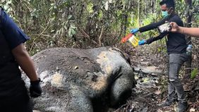 Seekor gajah sumatera ditemukan dalam kondisi mengenaskan tanpa kepala di kawasan konsesi hutan tanaman industri di Kabupaten Pelalawan, Provinsi Riau.