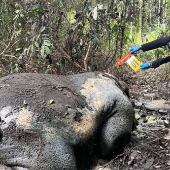 Gajah Sumatera Ditemukan Tewas Tanpa Kepala di Pelalawan