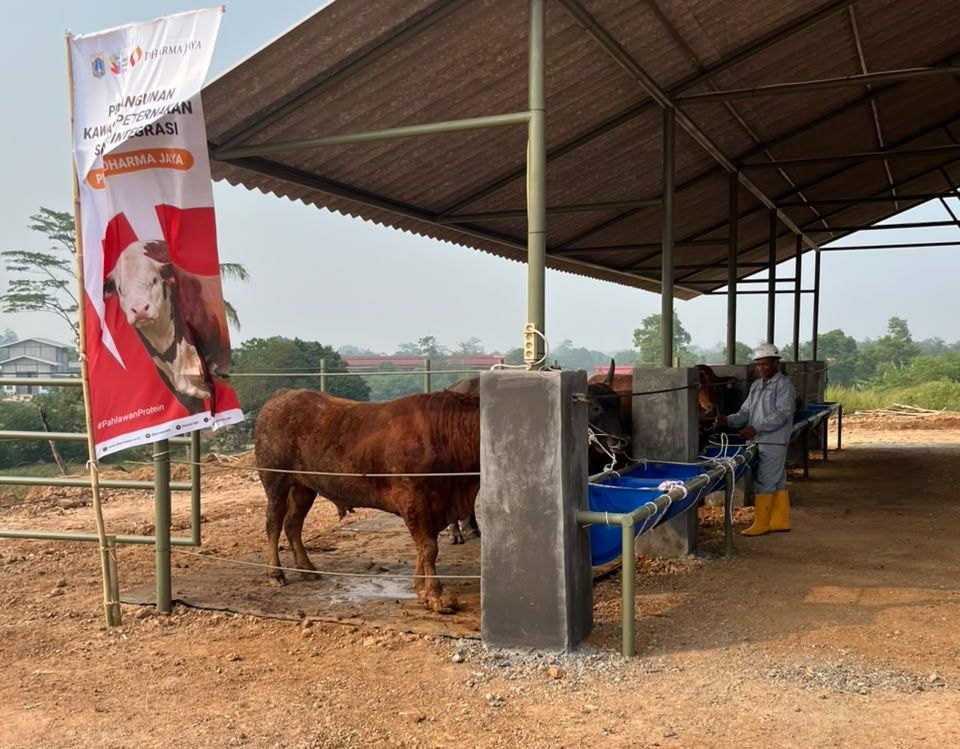 Peternakan sapi di Ciangir, Legok, Tangerang, Banten <b>(NTVNews.id/Adiansyah)</b>