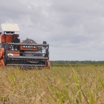 Pemerintah Pastikan Stok Beras Aman, Tak Perlu Impor Hingga Tahun Depan