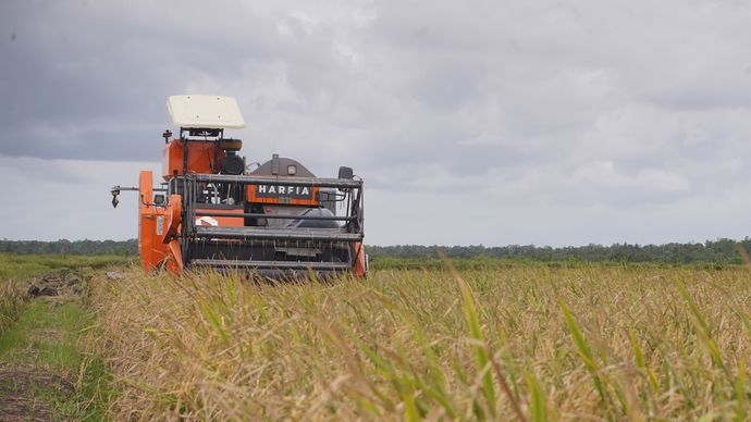 Badan Pusat Statistik (BPS) melaporkan akan terjadi lonjakan signifikan dalam produksi beras nasional pada periode Januari-Maret 2025/ist