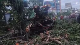 Pohon Tumbang di Bekasi Hantam Pengendara Mobil