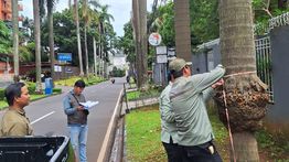 19.972 Pohon Dipangkas untuk Antisipasi Tumbang di Jakarta Selatan