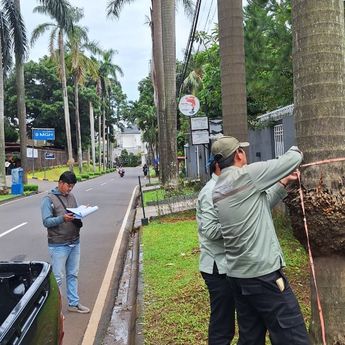19.972 Pohon Dipangkas untuk Antisipasi Tumbang di Jakarta Selatan