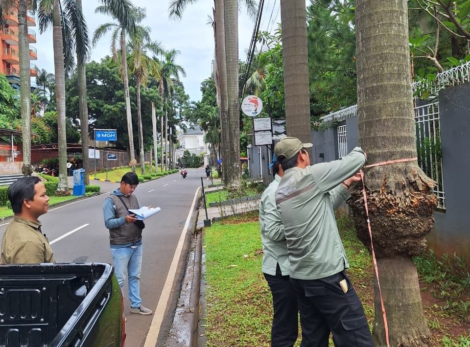 Pemprov DKI Siapkan Langkah Mitigasi Cegah Pohon Tumbang <b>(Humas DKI)</b>