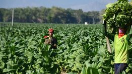 Harmonisasi Regulasi Tembakau Dinilai Harus Pertimbangkan Dampak Keseluruhan