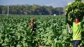 Pembahasan aturan turunan dari Peraturan Pemerintah Nomor 28 Tahun 2024 tentang pelaksanaan Undang-Undang Nomor 17 Tahun 2023 tentang Kesehatan terus menuai sorotan.