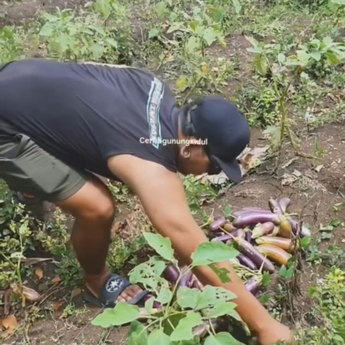 Dari Jalanan ke Sawah, Kisah Petani Punk Gunungkidul yang Kini Pasok Dapur MBG