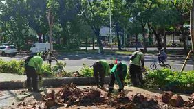 Mengantisipasi puncak musim penghujan serta potensi angin kencang yang diprediksi terjadi hingga Desember 2025, Pemerintah Provinsi (Pemprov) DKI Jakarta melalui Dinas Pertamanan dan Hutan Kota (Distamhut) menggelar apel penopingan pohon serentak di 