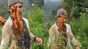 Sebuah video yang memperlihatkan petani wortel di Banjarnegara dan Wonosobo mengamuk akibat harga turun drastis viral di media sosial.