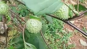 Kecubung atau dikenal dalam bahasa ilmiah sebagai Datura adalah tanaman berbunga dari keluarga Solanaceae, yang juga mencakup tanaman seperti tomat dan terong.