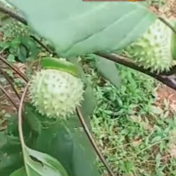 Waspada! Ini Gejala Mabuk Kecubung dan Pertolongan Pertama Supaya Nyawa Tak Melayang