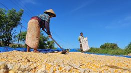 BPS: Produksi Jagung 2025 Tembus 16,11 Juta Ton