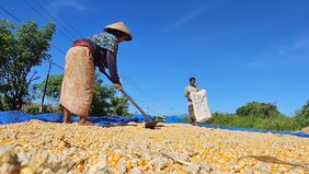 Badan Pusat Statistik (BPS) mencatat potensi produksi jagung pipilan kering dengan kadar air 14 persen sepanjang Januari hingga Desember 2025 mencapai 16,11 juta ton.