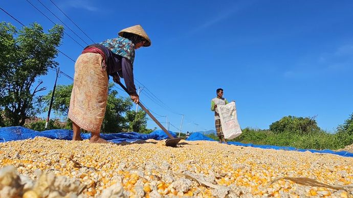Badan Pusat Statistik (BPS) mencatat potensi produksi jagung pipilan kering dengan kadar air 14 persen sepanjang Januari hingga Desember 2025 mencapai 16,11 juta ton.