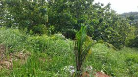 Dinas Pertanian Kabupaten Cirebon mengaku terkejut dengan keberadaan kebun kelapa sawit seluas 6,5 hektare yang muncul di Desa Cigobang, Kecamatan Pasaleman, Kabupaten Cirebon, Jawa Barat. 