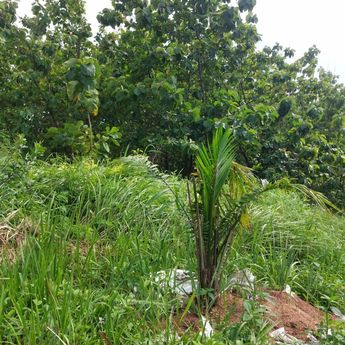 Dinas Pertanian Ngaku Kaget Tiba-tiba Ada Kebun Sawit 6,5 Hektar di Kabupaten Cirebon