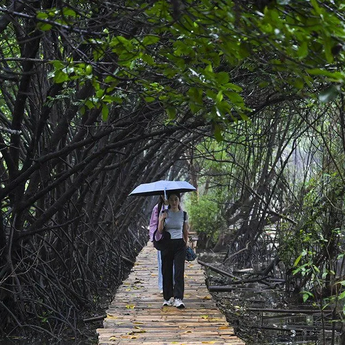 Pemprov DKI Akan Bangun Giant Mangrove Wall untuk Lindungi Jakarta