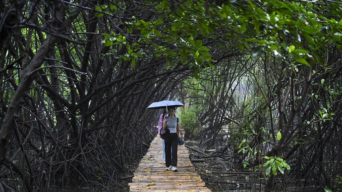 Arsip foto - Wisatawan berjalan di antara pohon mangrove di Taman Wisata Alam Mangrove Angke Kapuk, Jakarta, Sabtu (7/12/2024)