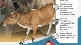 Infografik: Salurkan 100 Sapi untuk Tradisi Meugang di Aceh