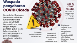 Infografik: Waspada Penyebaran Varian COVID Cicada