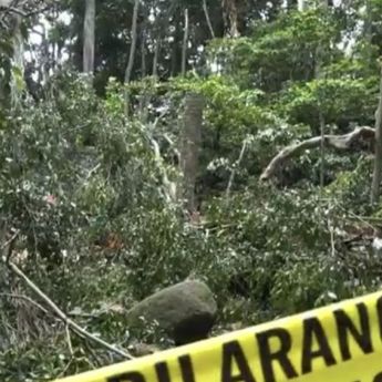 Monkey Forest Tutup Usai 2 WNA Tewas Ketiban Pohon Tumbang