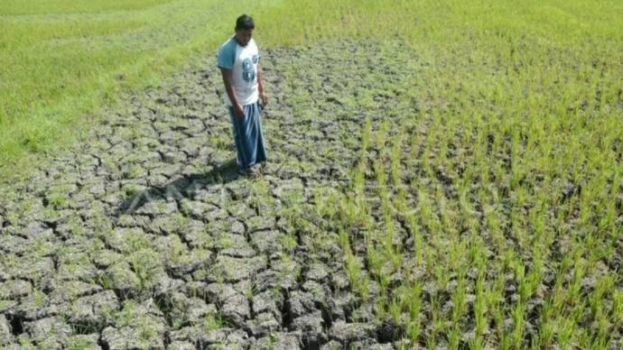Arsip - Ilustrasi - Petani mengamati tanaman padi berumur sekitar dua bulan yang mengalami kekeringan akibat kemarau di desa Pekan Biluy, Kecamatan Darul Kamal, kabupaten Aceh Besar, Aceh. (ANTARA FOTO/Ampelsa)
