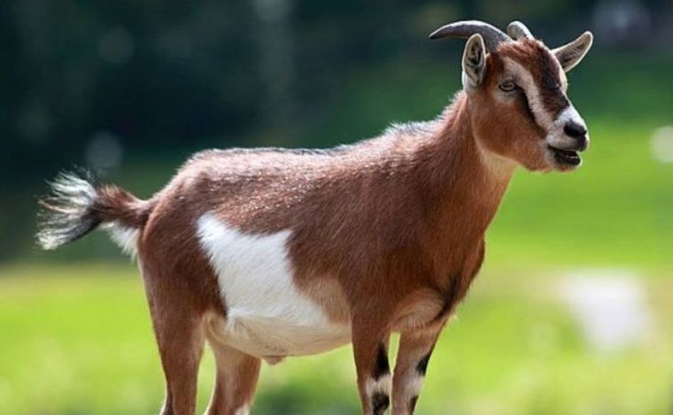 Ilustrasi Kambing <b>(Istimewa)</b>