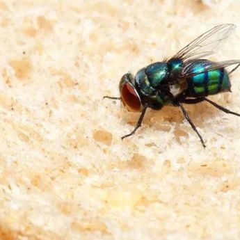Geger Lalat Ditemukan Hidup dalam Usus Pria Paruh Baya